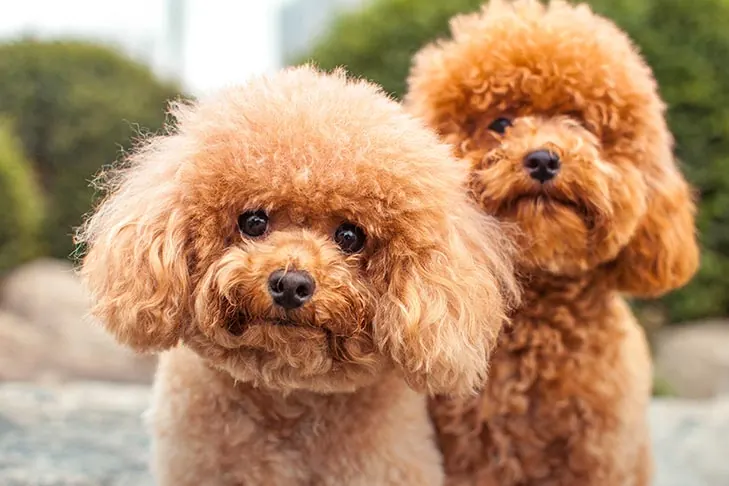 گالری تاریخچه پودل میناتوری (Poodle Miniature)