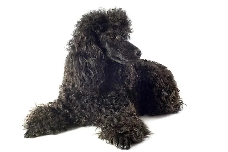 گالری تاریخچه پودل میناتوری (Poodle Miniature)