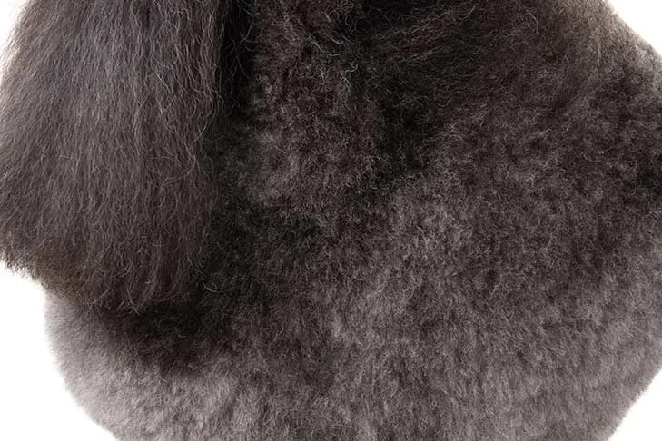 گالری تاریخچه پودل میناتوری (Poodle Miniature)