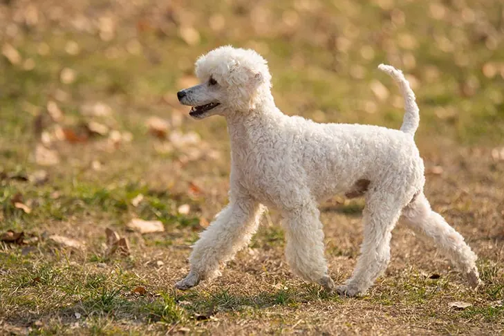 گالری تاریخچه پودل میناتوری (Poodle Miniature)