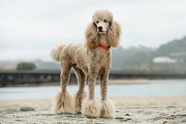 پودل استاندارد (Poodle Standard)