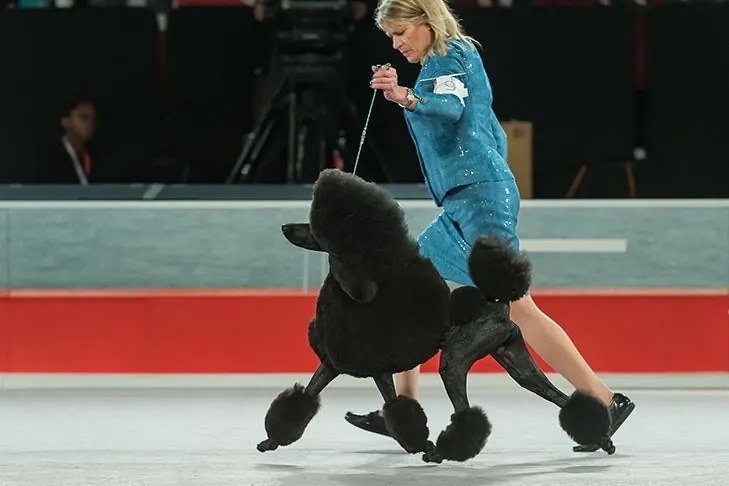 Poodle Standard