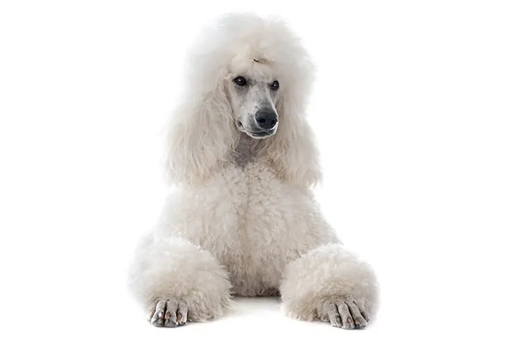 پودل استاندارد (Poodle Standard)