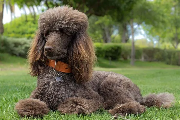 گالری تاریخچه پودل استاندارد (Poodle Standard)
