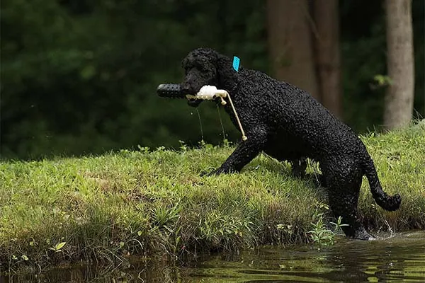 گالری تاریخچه پودل استاندارد (Poodle Standard)