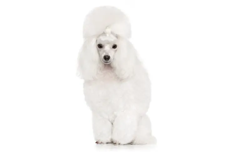 پودل عروسکی (Poodle Toy)