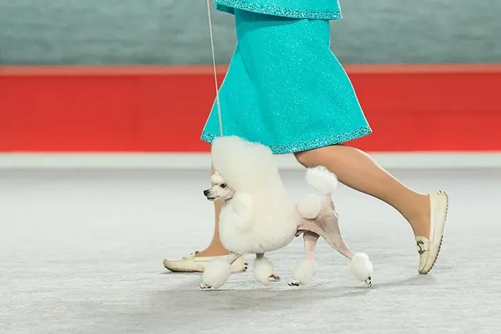 Poodle Toy