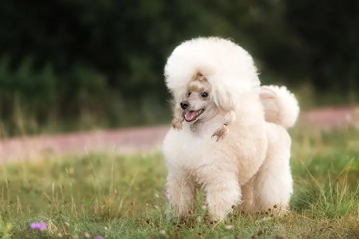 پودل عروسکی (Poodle Toy)