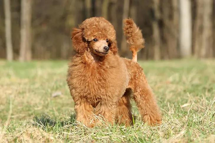 گالری تاریخچه پودل عروسکی (Poodle Toy)