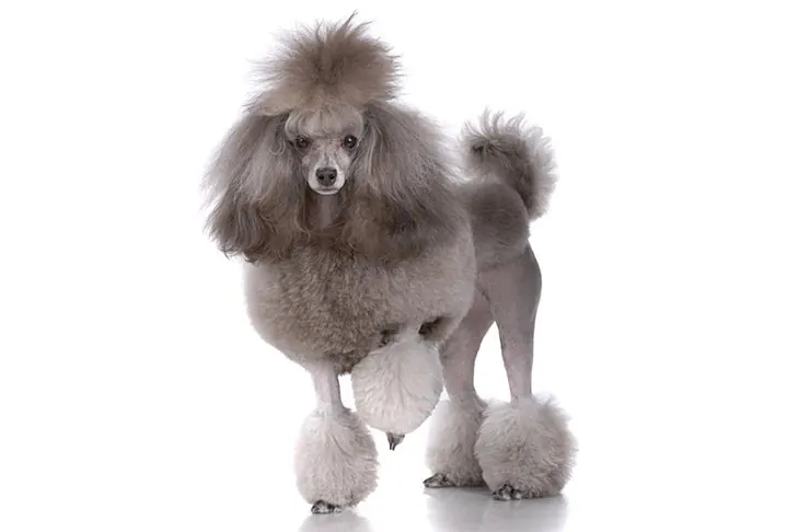 گالری تاریخچه پودل عروسکی (Poodle Toy)
