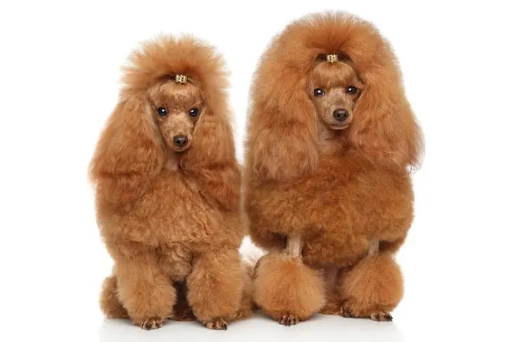 گالری تاریخچه پودل عروسکی (Poodle Toy)