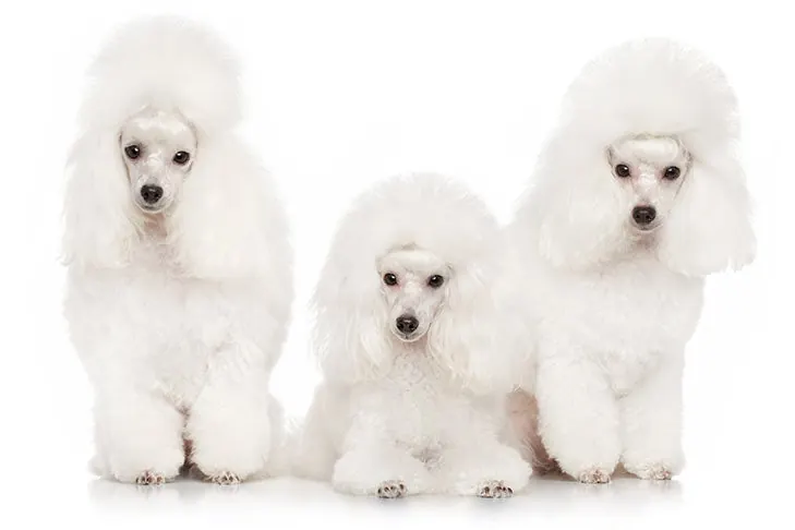 گالری تاریخچه پودل عروسکی (Poodle Toy)