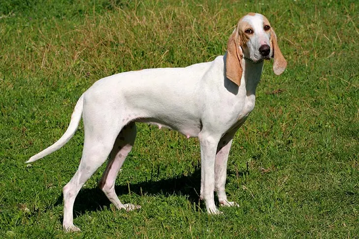 پورسلین (Porcelaine)