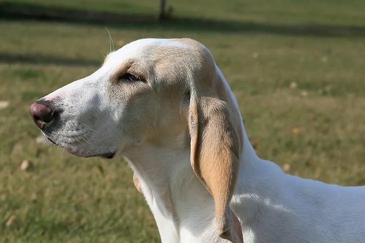 Porcelaine