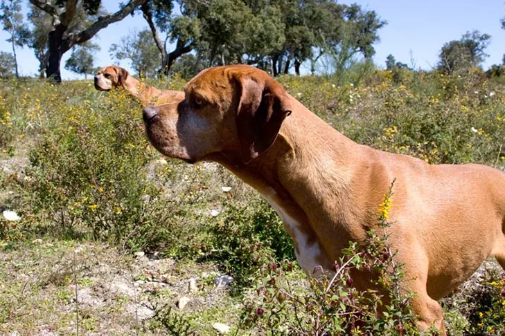 پوینتر پرتغالی (Portuguese Pointer)