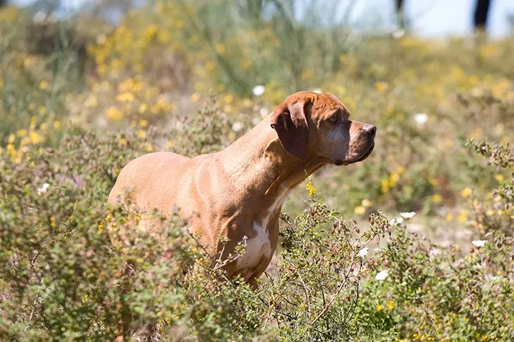 Portuguese Pointer