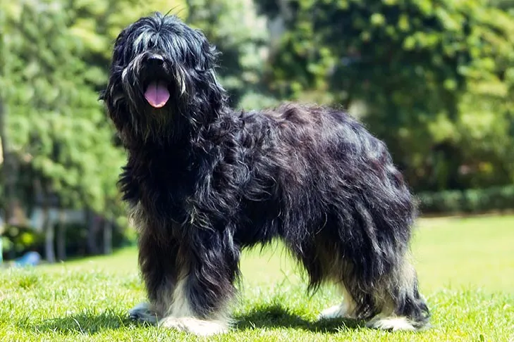 شیپ‌داگ پرتغالی (Portuguese Sheepdog)