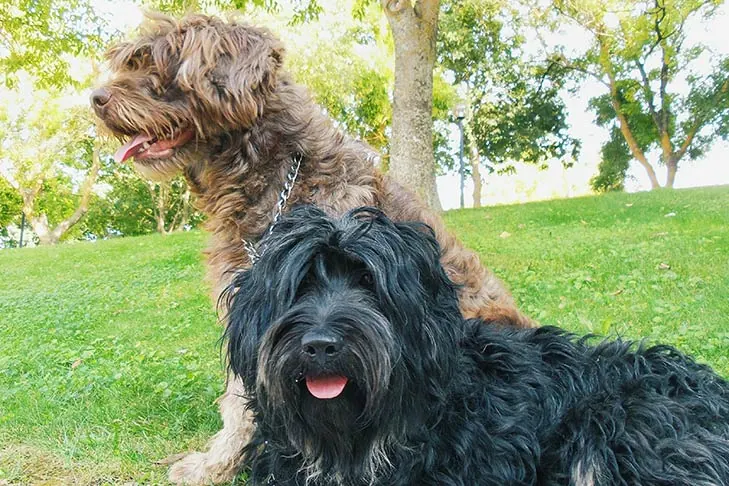 شیپ‌داگ پرتغالی (Portuguese Sheepdog)