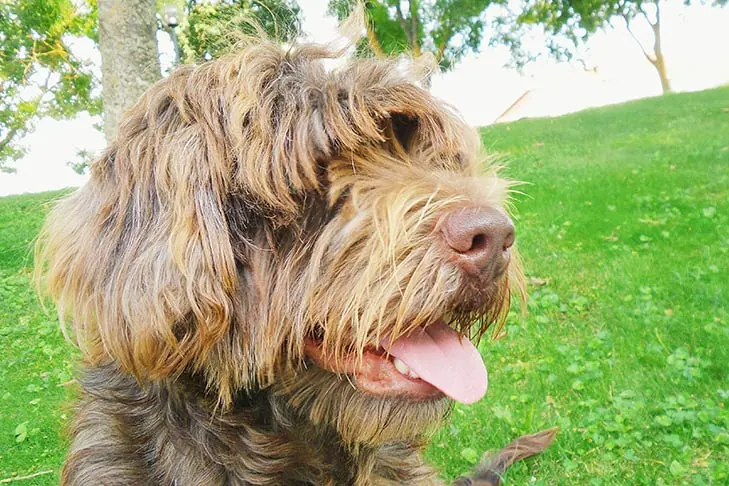 گالری تاریخچه شیپ‌داگ پرتغالی (Portuguese Sheepdog)