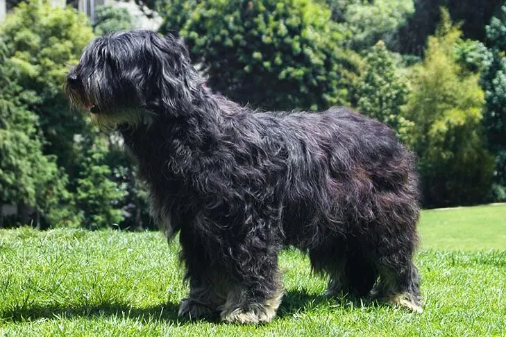 گالری تاریخچه شیپ‌داگ پرتغالی (Portuguese Sheepdog)