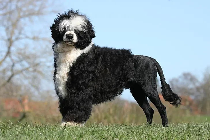واتر داگ پرتغالی (Portuguese Water Dog)