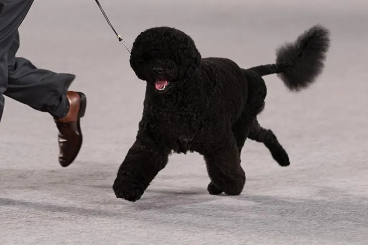 Portuguese Water Dog