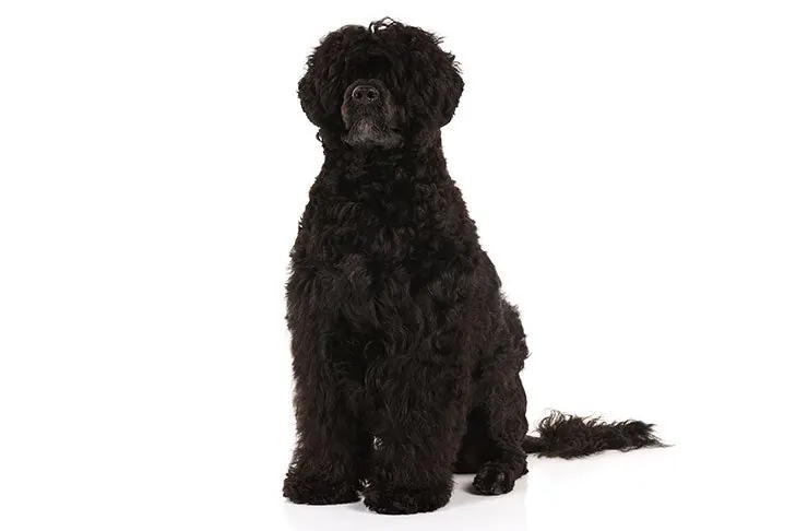 واتر داگ پرتغالی (Portuguese Water Dog)
