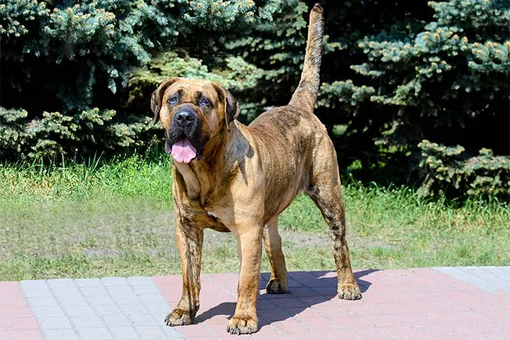 پرسا کاناریو (Presa Canario)