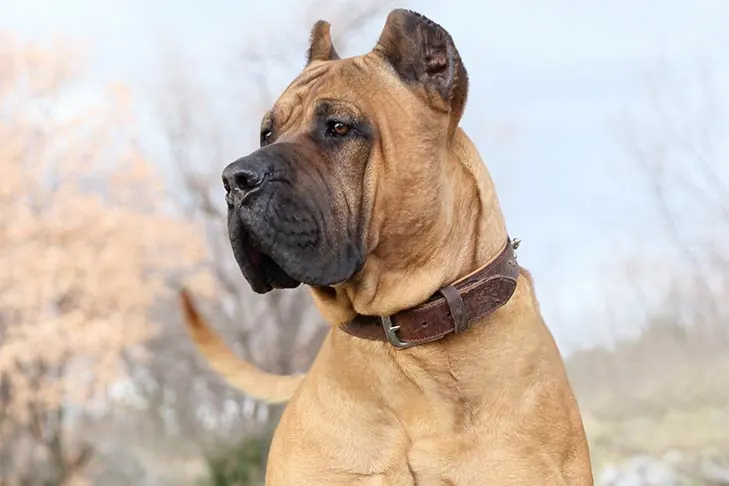 Presa Canario