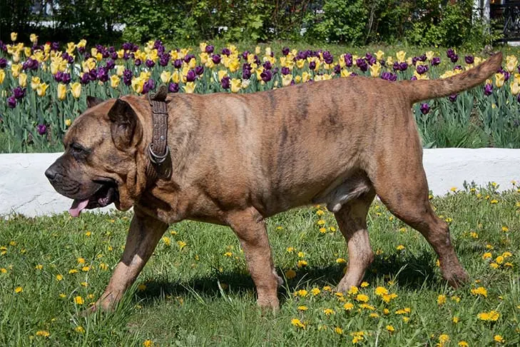 پرسا کاناریو (Presa Canario)
