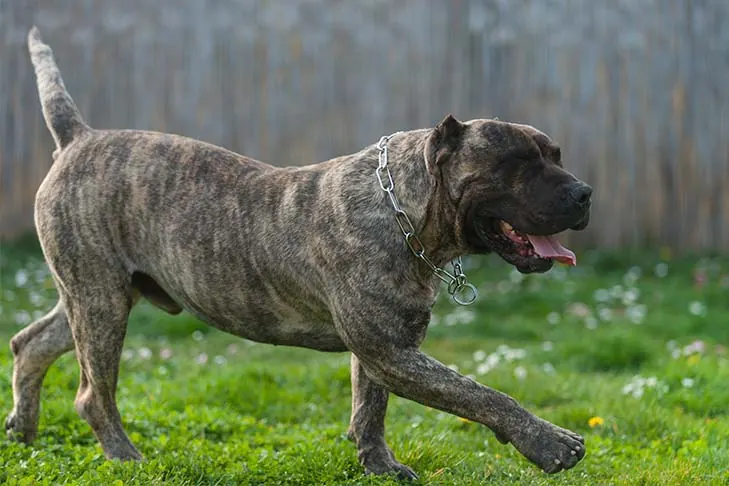 گالری تاریخچه پرسا کاناریو (Presa Canario)