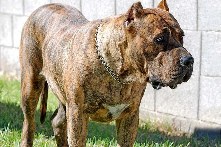 گالری تاریخچه پرسا کاناریو (Presa Canario)
