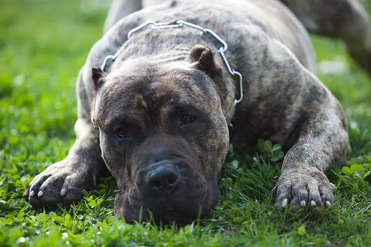گالری تاریخچه پرسا کاناریو (Presa Canario)