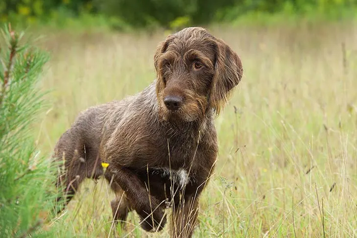 پودل‌پوینتر (Pudelpointer)