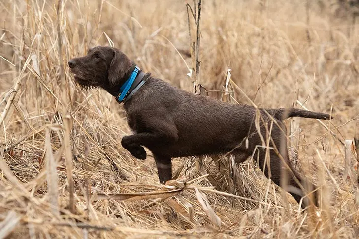 Pudelpointer