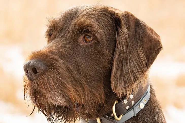 پودل‌پوینتر (Pudelpointer)