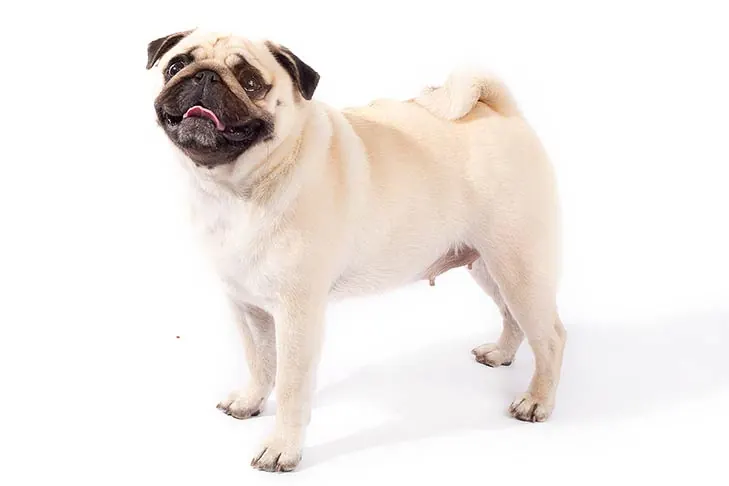 پاگ (Pug)