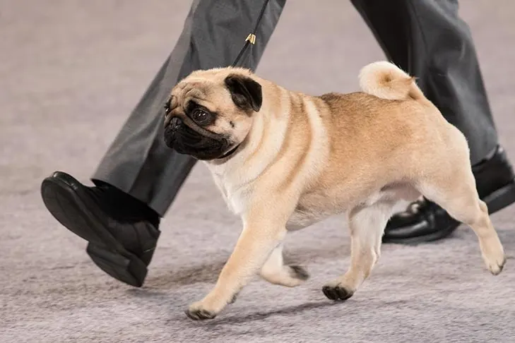 Pug