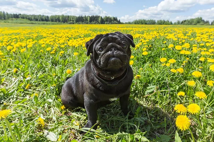 پاگ (Pug)