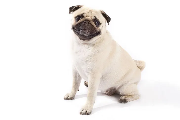 گالری تاریخچه پاگ (Pug)