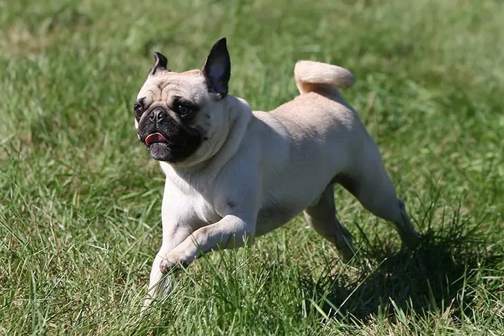 گالری تاریخچه پاگ (Pug)