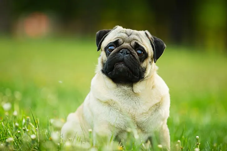 گالری تاریخچه پاگ (Pug)