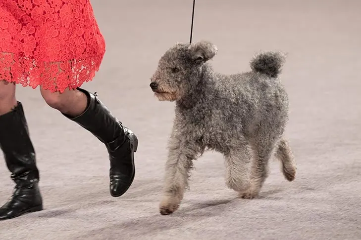Pumi