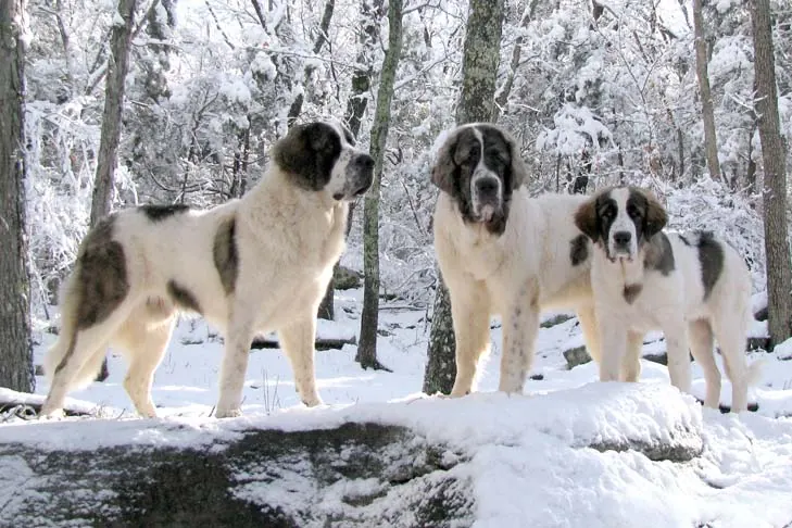 ماستیف پیرنه (Pyrenean Mastiff)