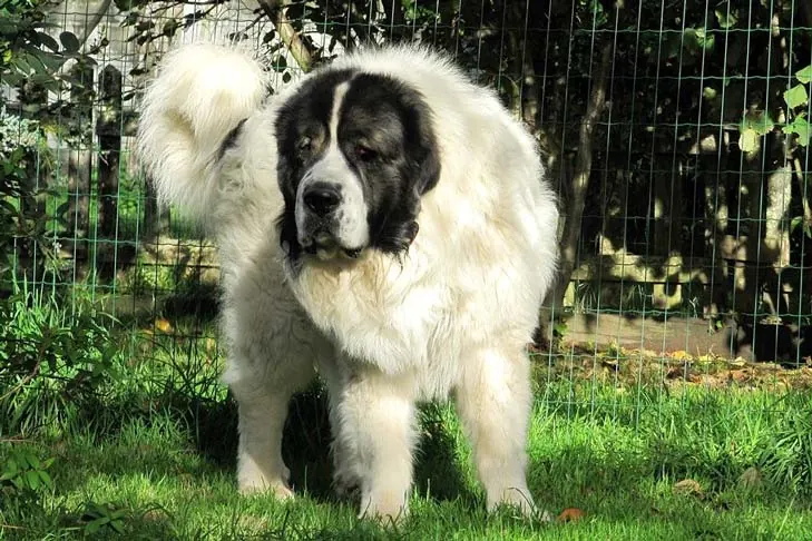 Pyrenean Mastiff