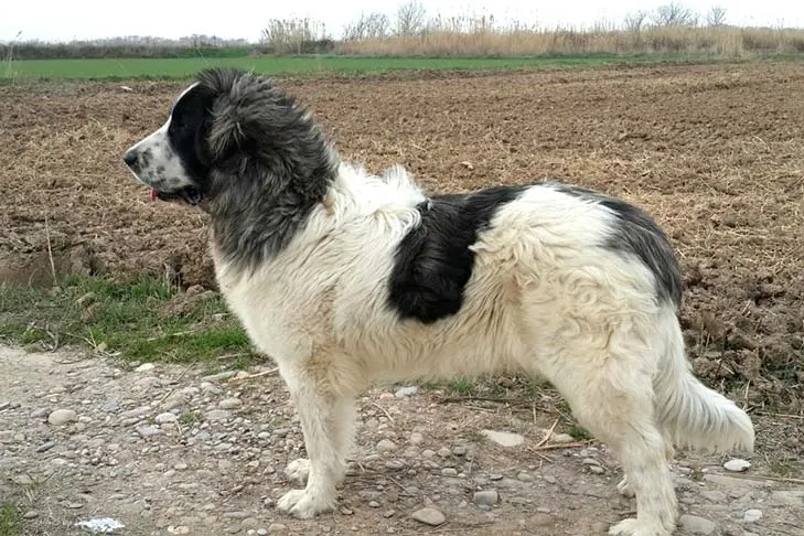 ماستیف پیرنه (Pyrenean Mastiff)