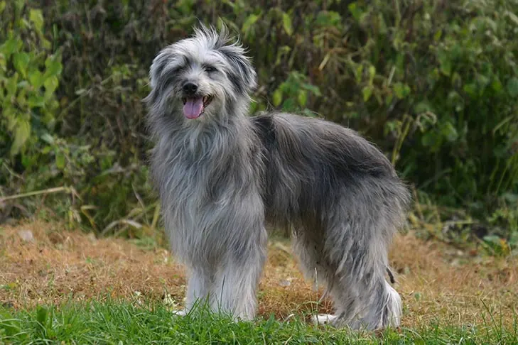 چوپان پیرنه (Pyrenean Shepherd)