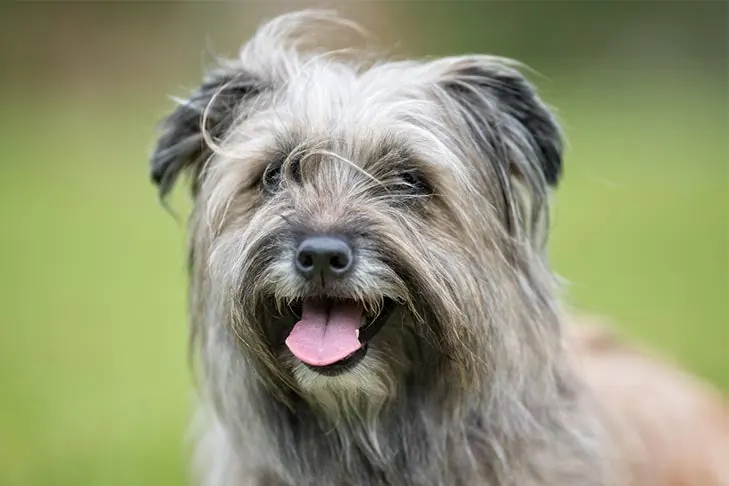 چوپان پیرنه (Pyrenean Shepherd)