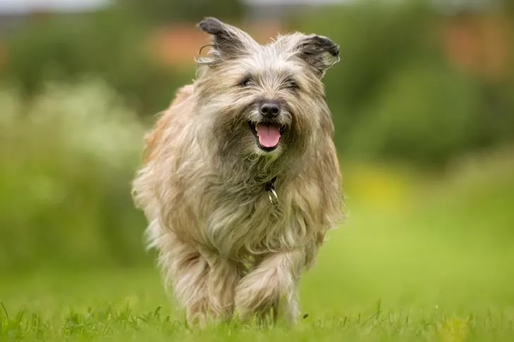گالری تاریخچه چوپان پیرنه (Pyrenean Shepherd)