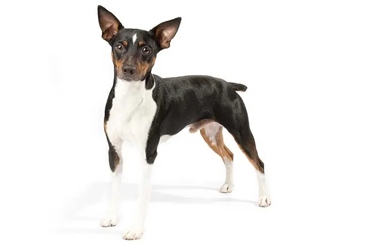 رت تریر (Rat Terrier)